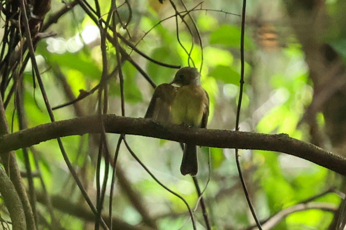 solgumptyrann (mastacalis) (gulgumptyrann) - ML644535864