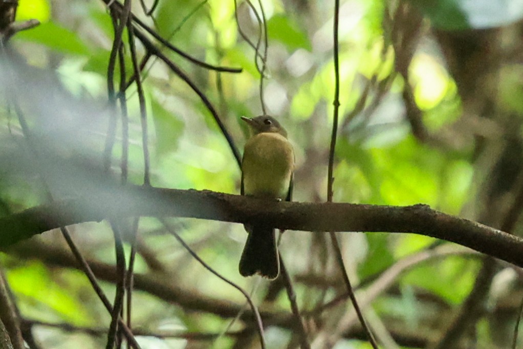 solgumptyrann (mastacalis) (gulgumptyrann) - ML644535865