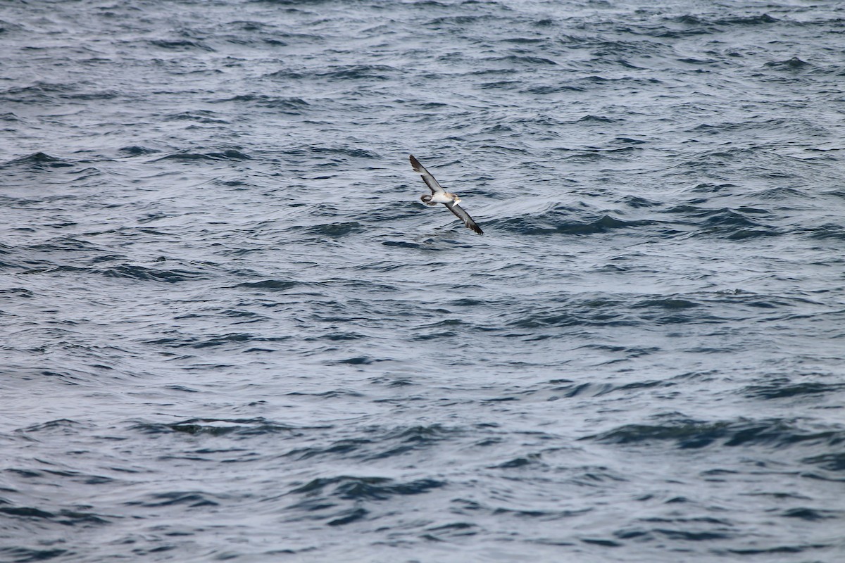 Corysturmtaucher - ML644535871