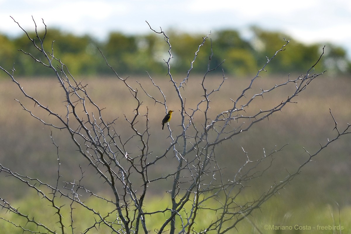 Sarı Karatavuk - ML644535872