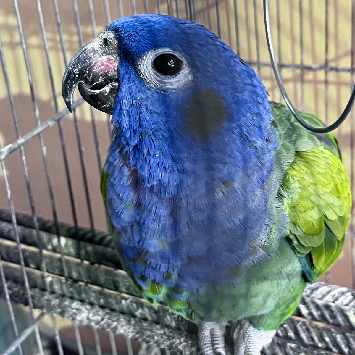 blåhodepapegøye - ML644535876