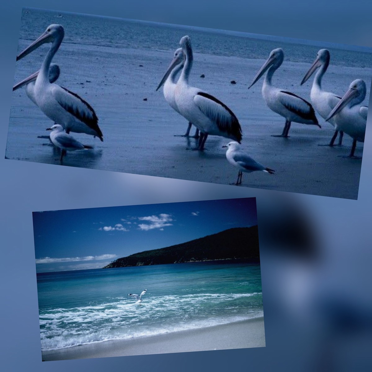 Australian Pelican - ML644535881