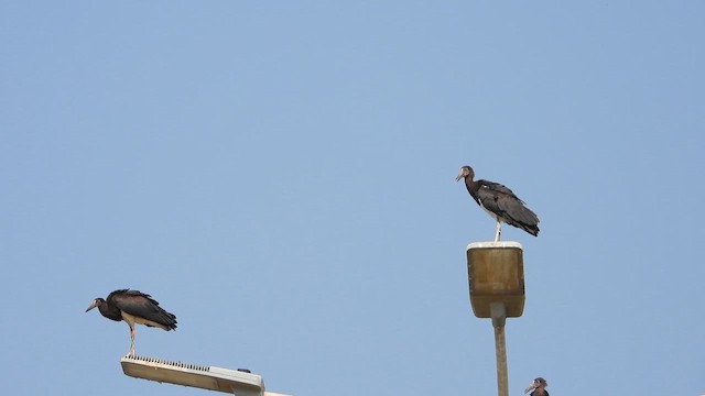 Abdim's Stork - ML644535885