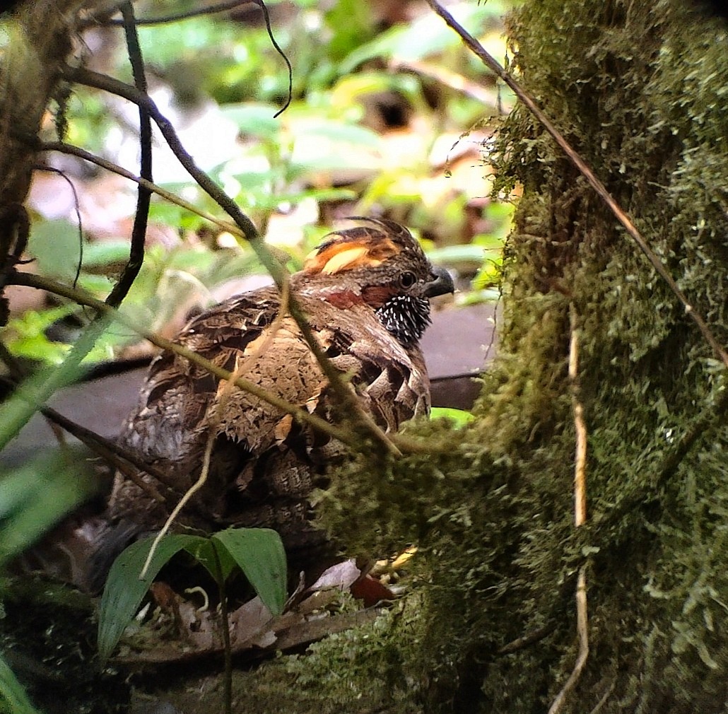 flekktannvaktel - ML644535890