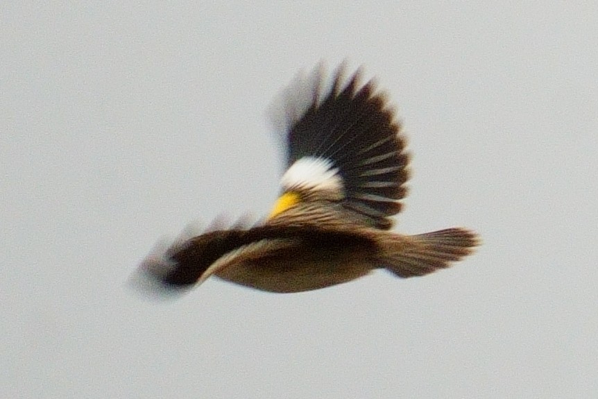 White-winged Widowbird - ML644535892
