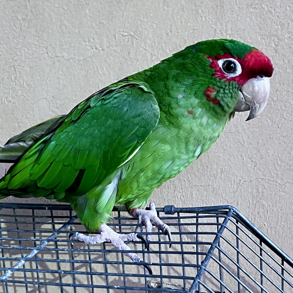 rødflekkparakitt - ML644535898