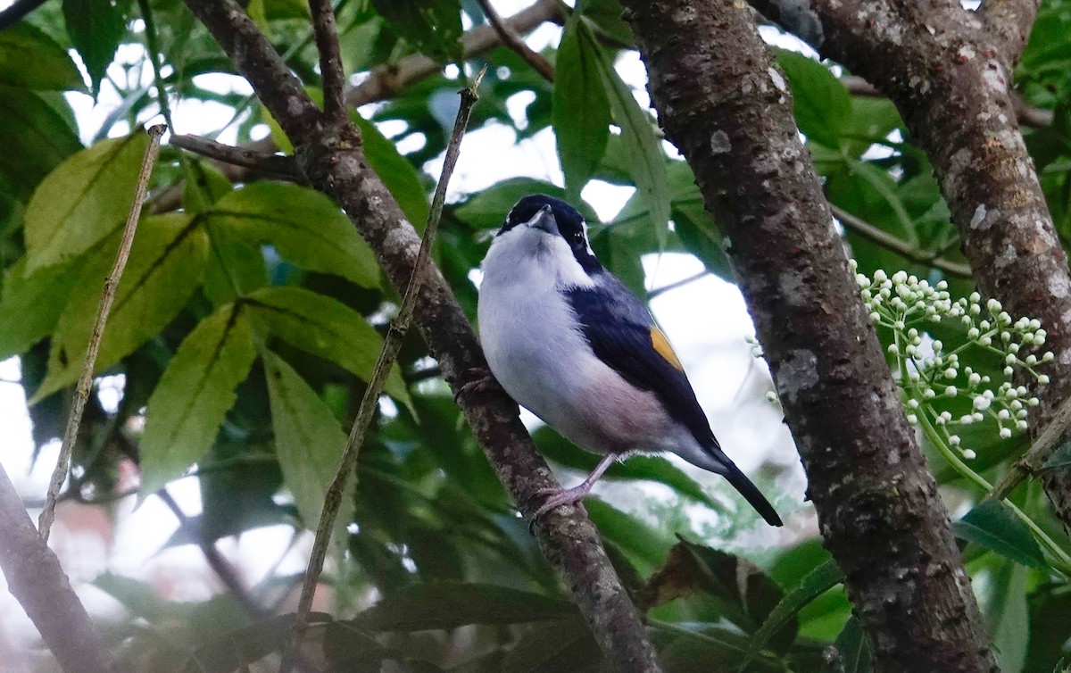White-browed Shrike-Babbler (Blyth's) - ML644535899