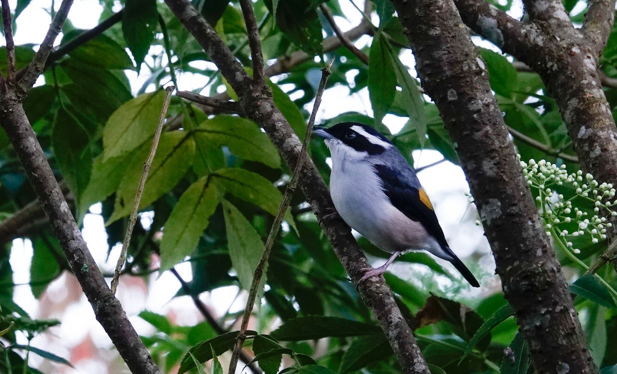 White-browed Shrike-Babbler (Blyth's) - ML644535900