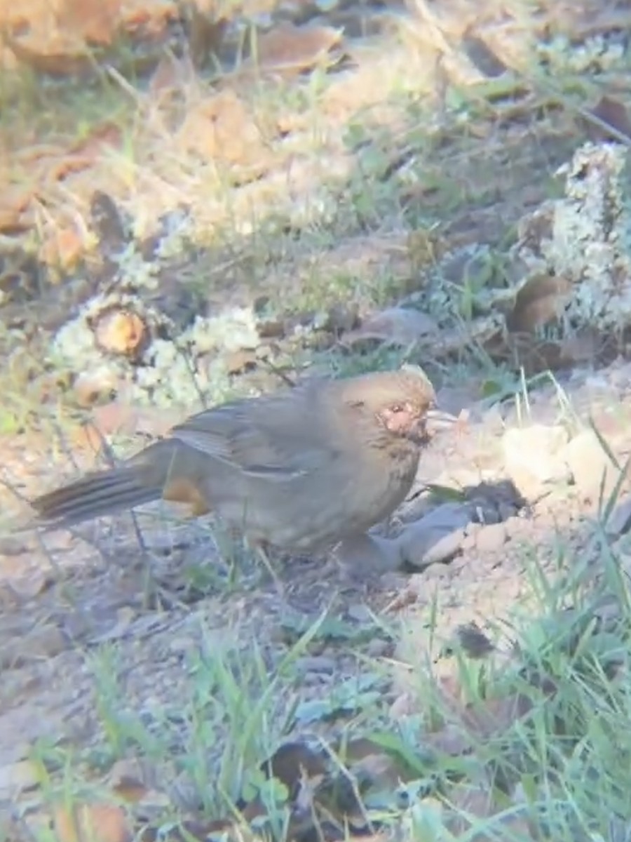 California Towhee - ML644535912