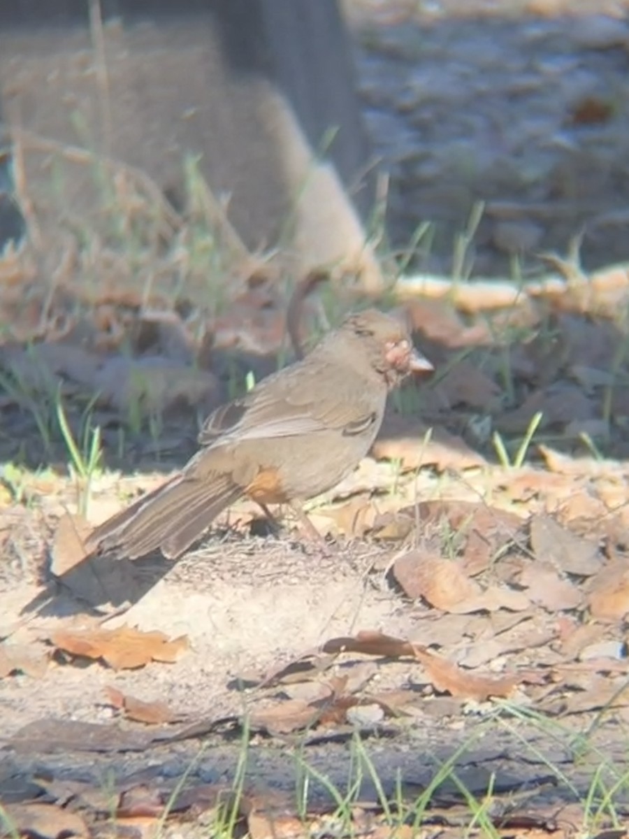 California Towhee - ML644535913