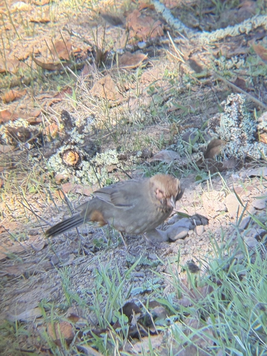 California Towhee - ML644535914