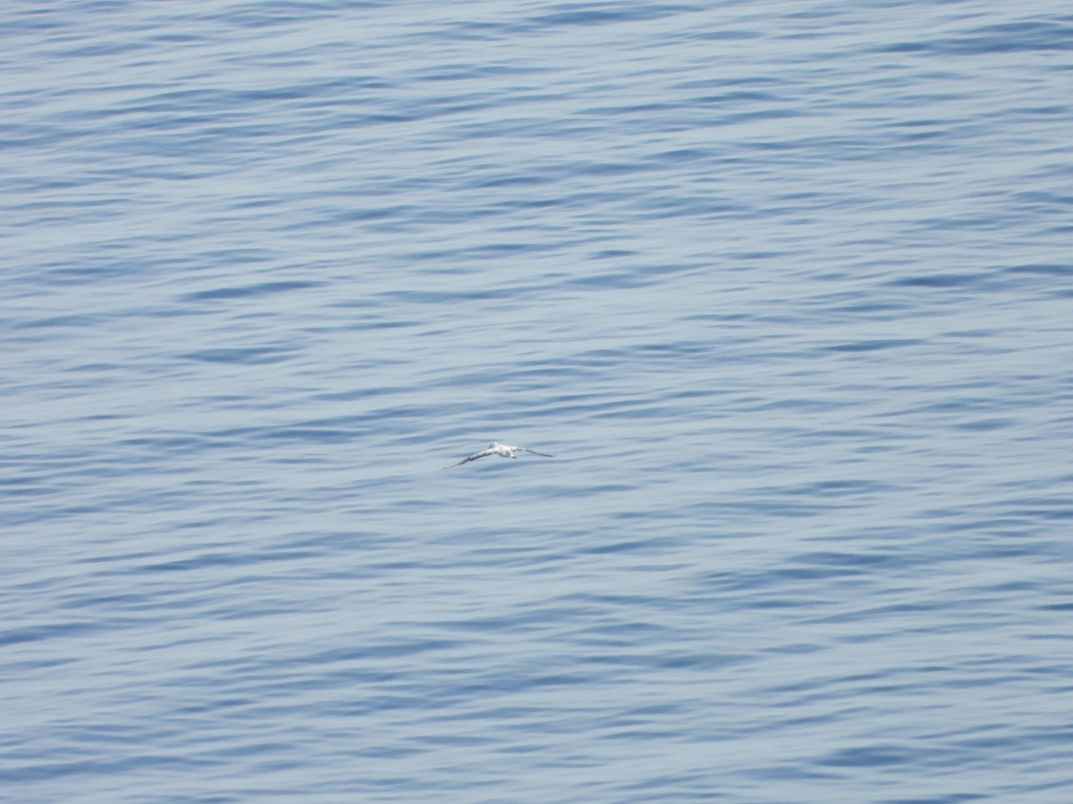 Сула атлантична - ML644535916