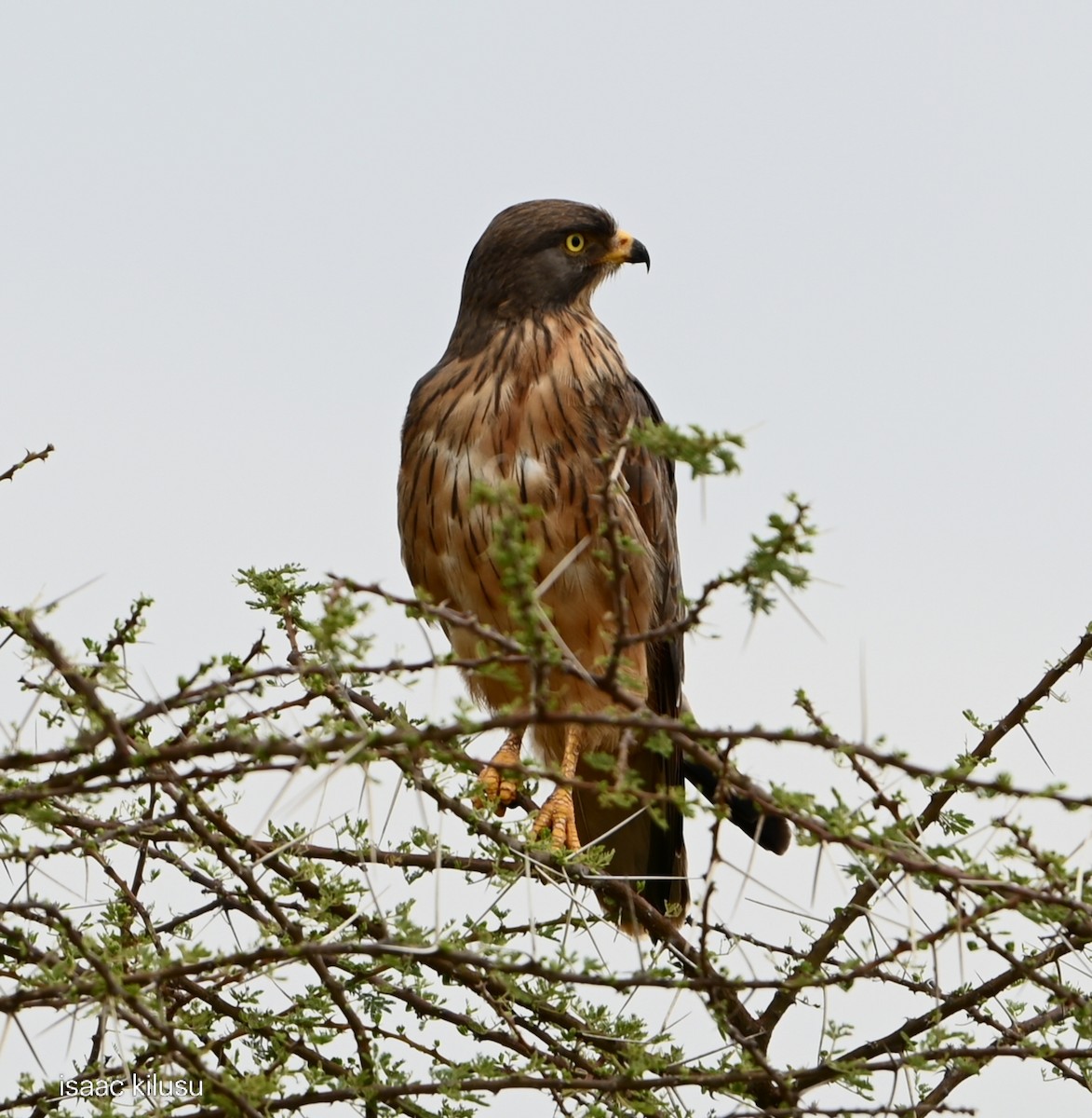 Grasshopper Buzzard - ML644535921