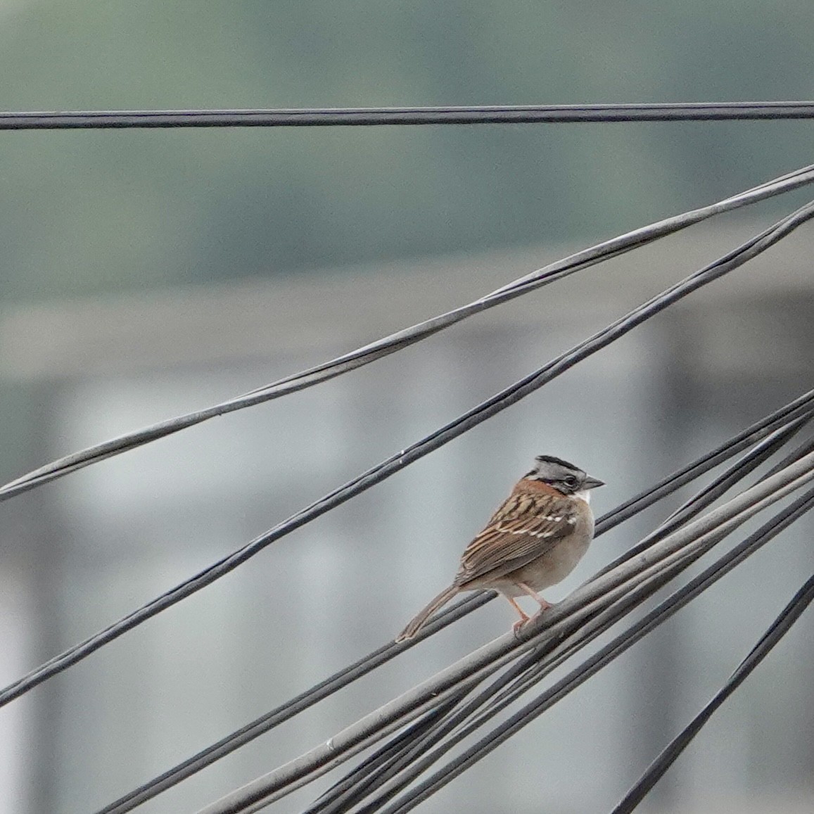 rustkragespurv - ML644535922