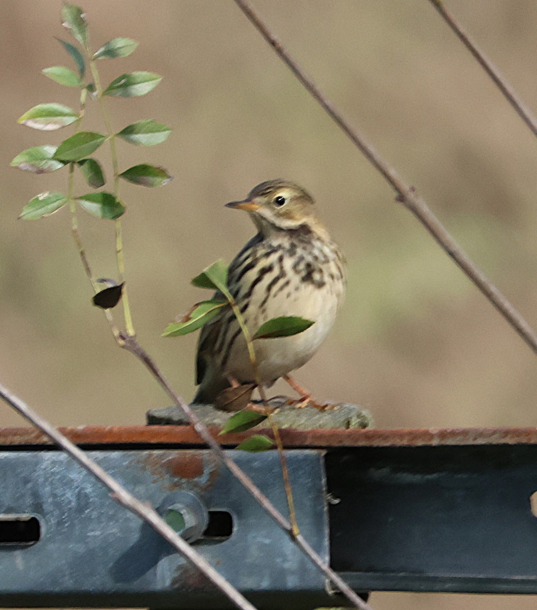 Bisbita Pratense - ML644535923