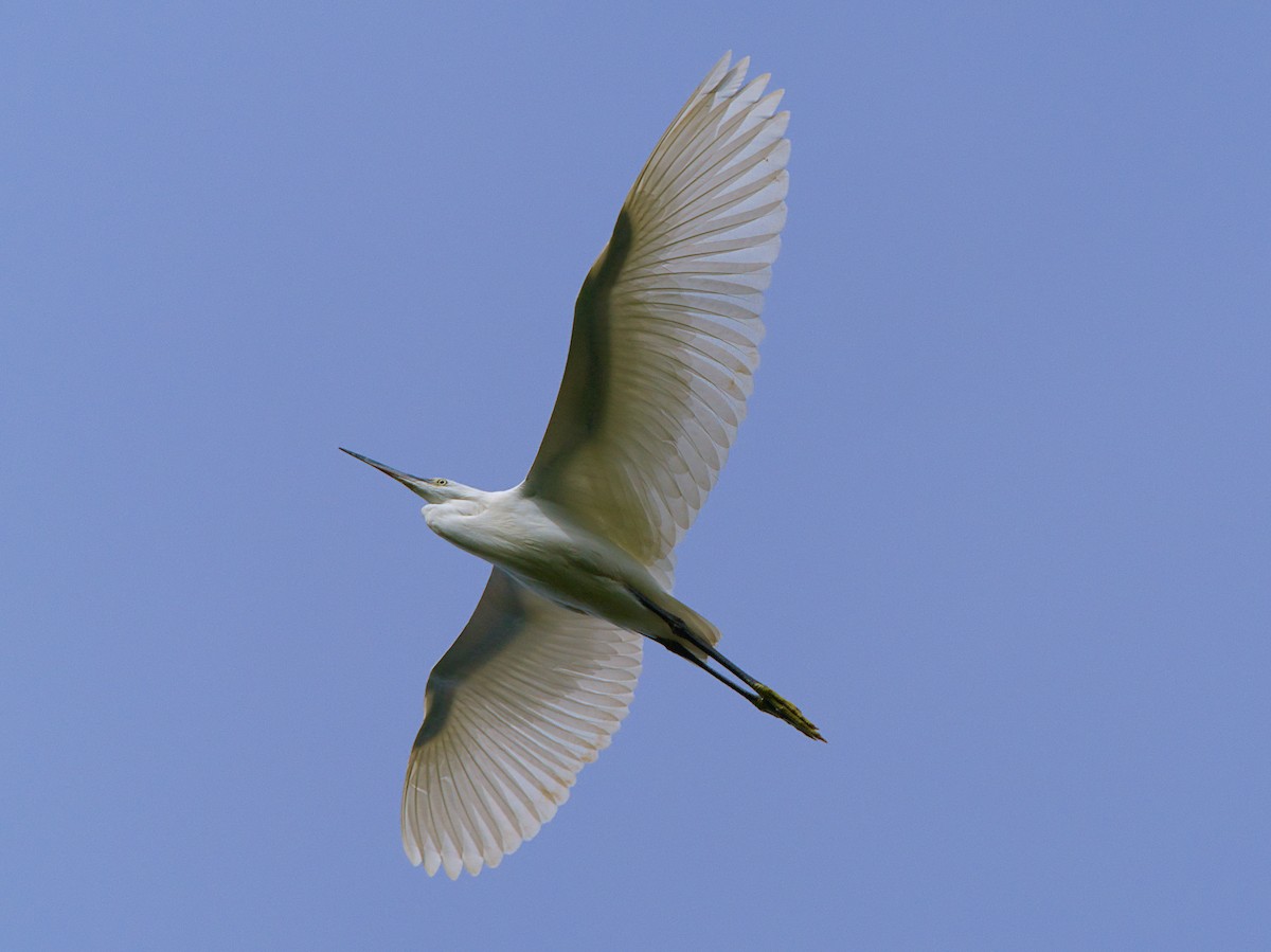 Little Egret - ML644535931