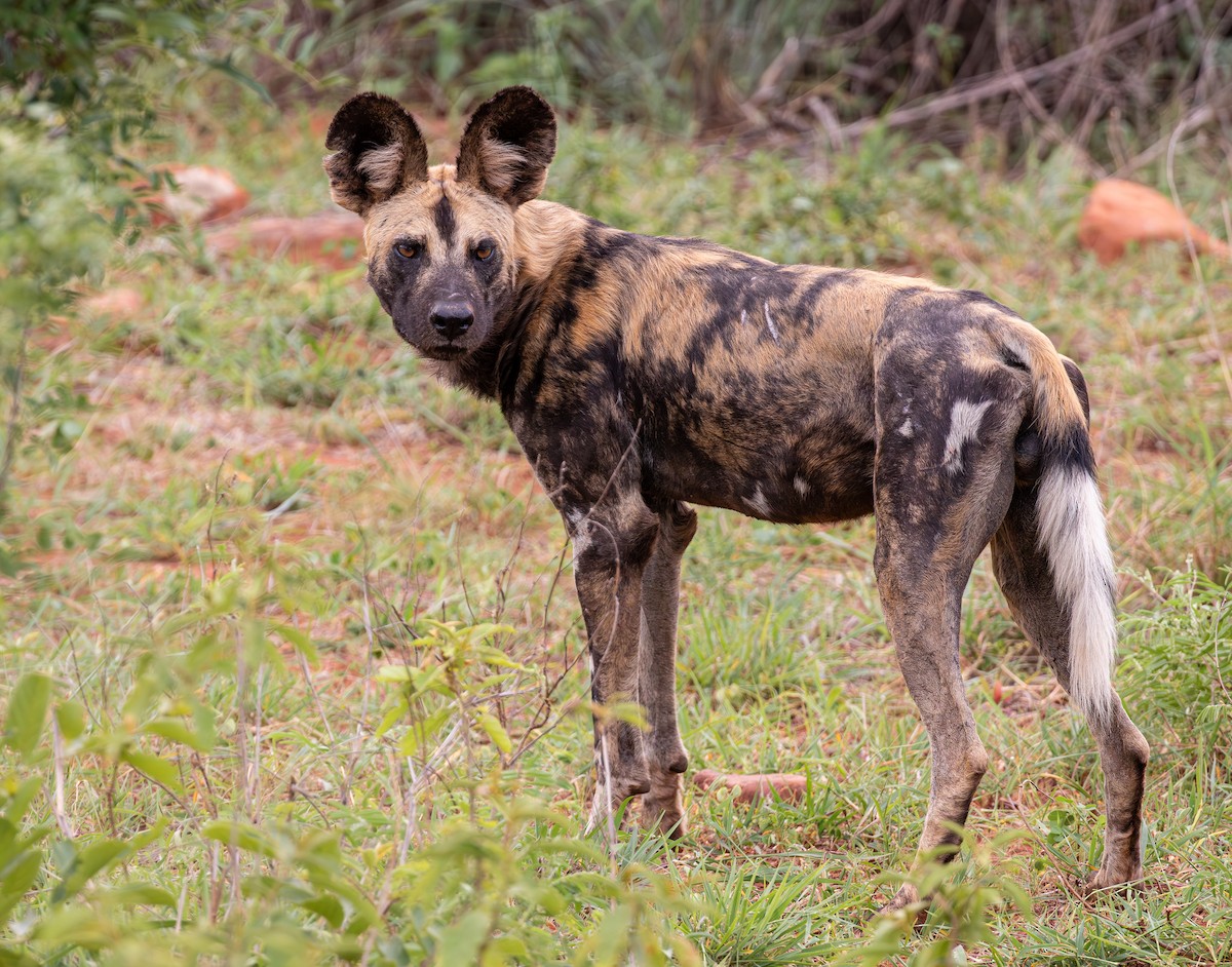 African Wild Dog - ML644535934