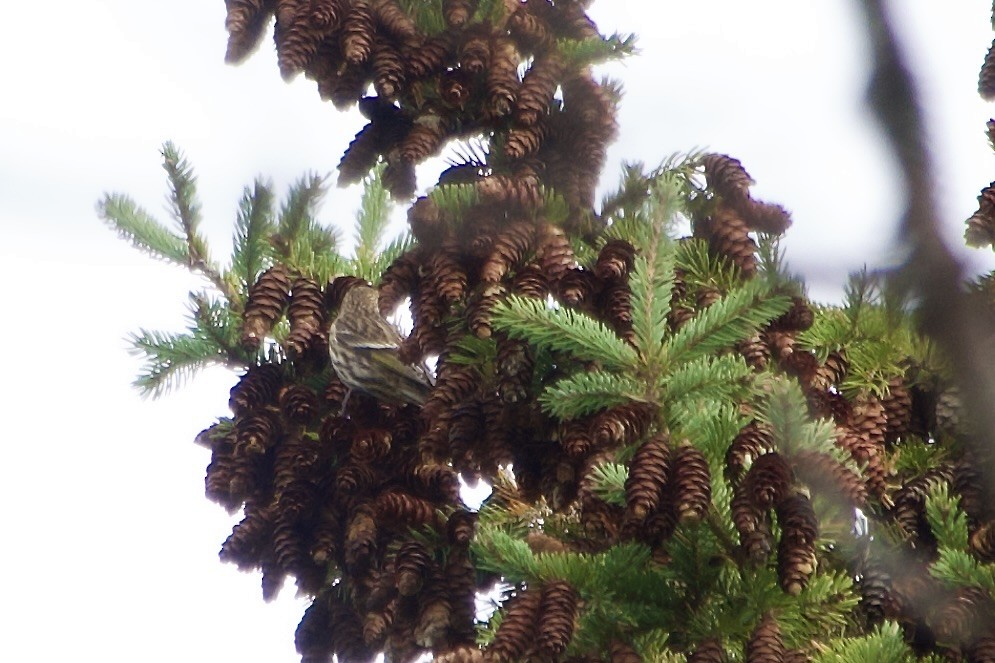 Чиж сосновий - ML644535946