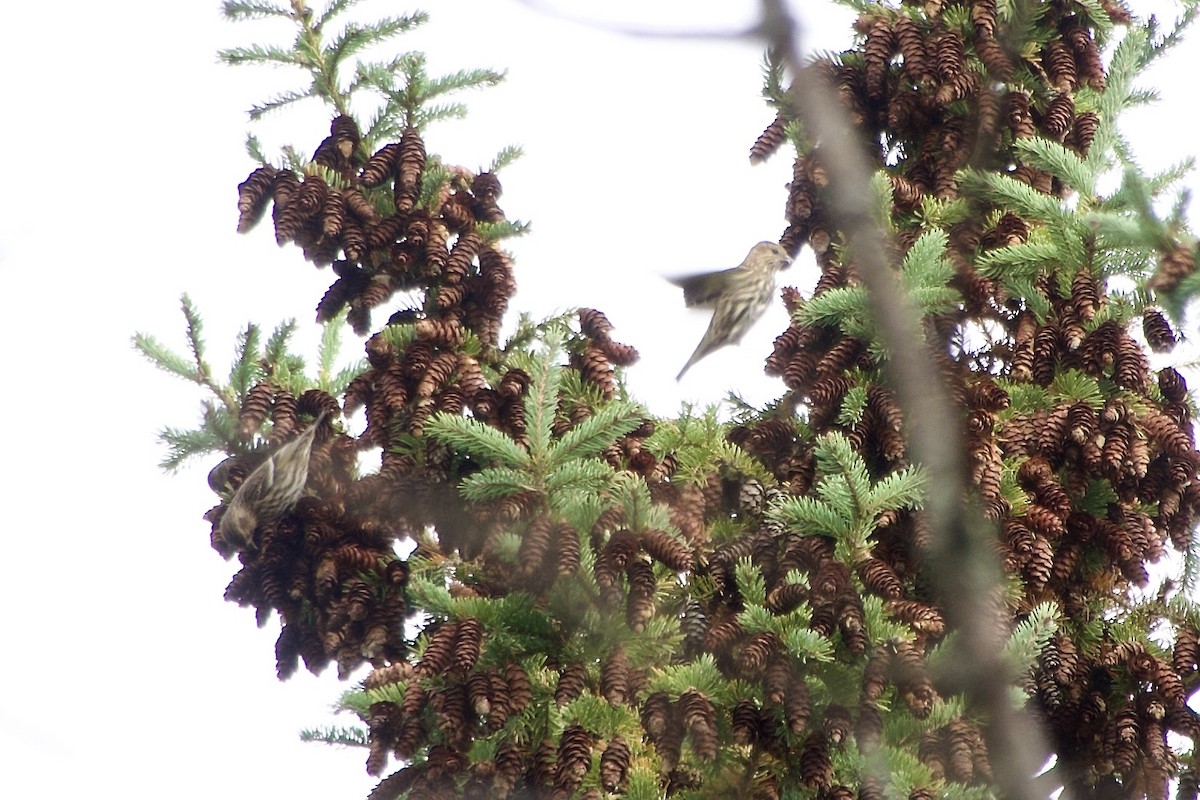 Чиж сосновий - ML644535947