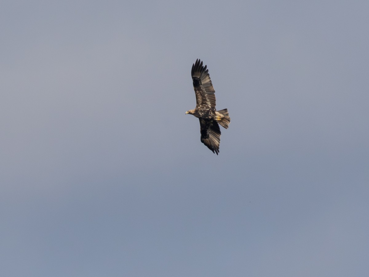 Eguzki-arrano eurasiarra - ML644535952