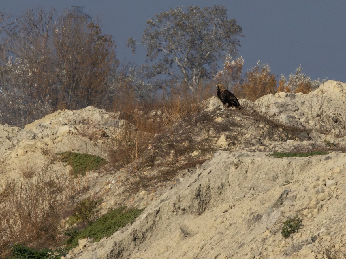 Eguzki-arrano eurasiarra - ML644535953