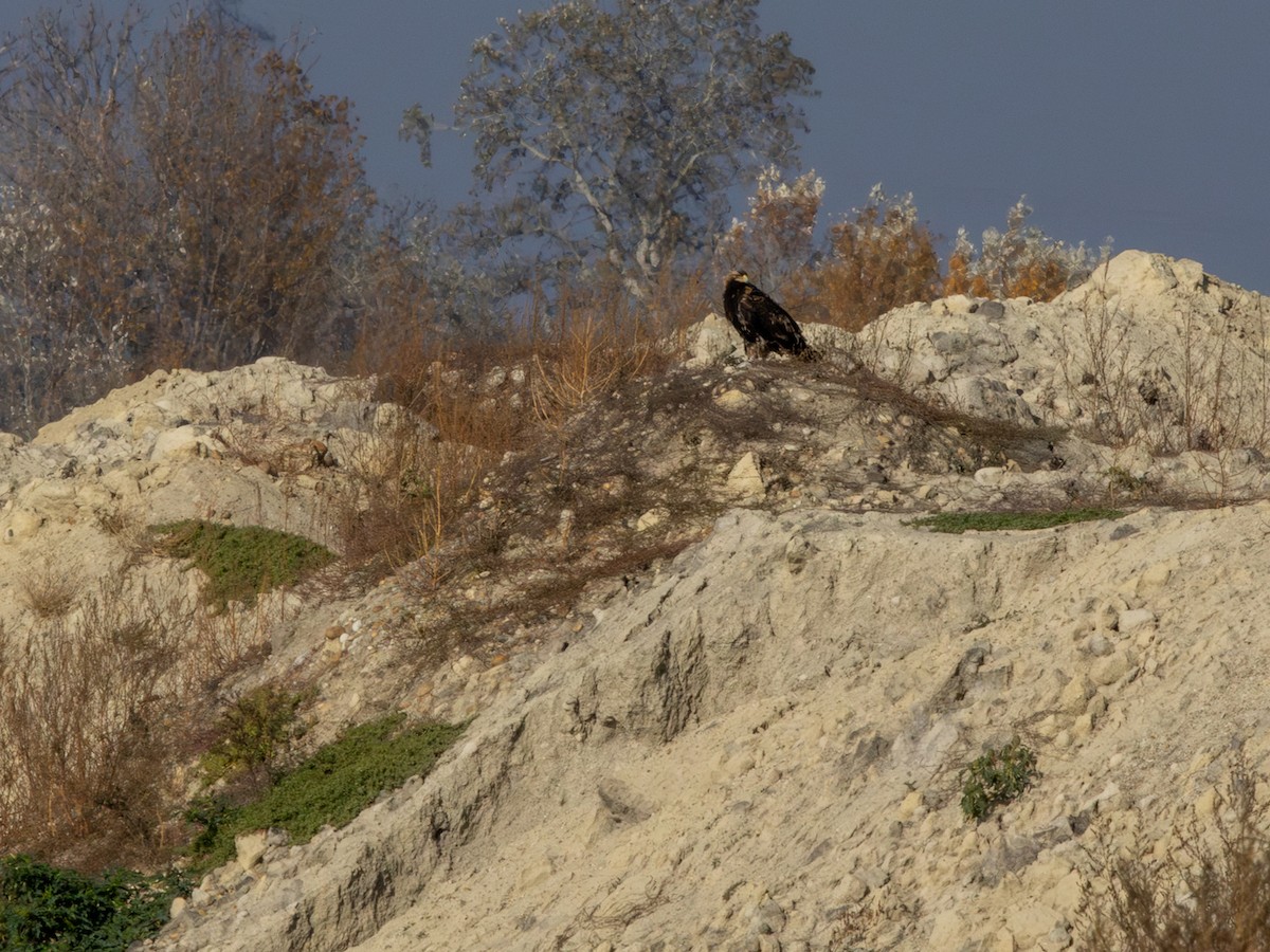 Eguzki-arrano eurasiarra - ML644535954