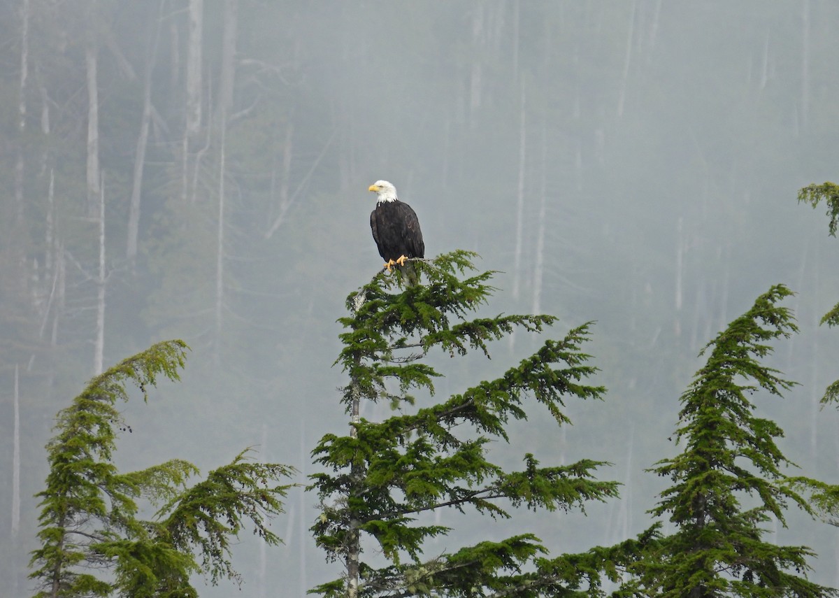 Белоголовый орлан - ML644535959