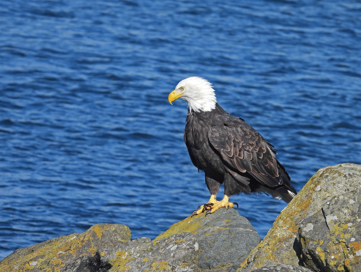 Белоголовый орлан - ML644535960