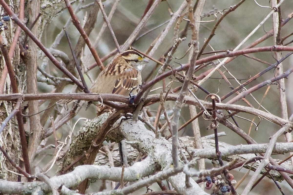 strnadec bělohrdlý - ML644535963