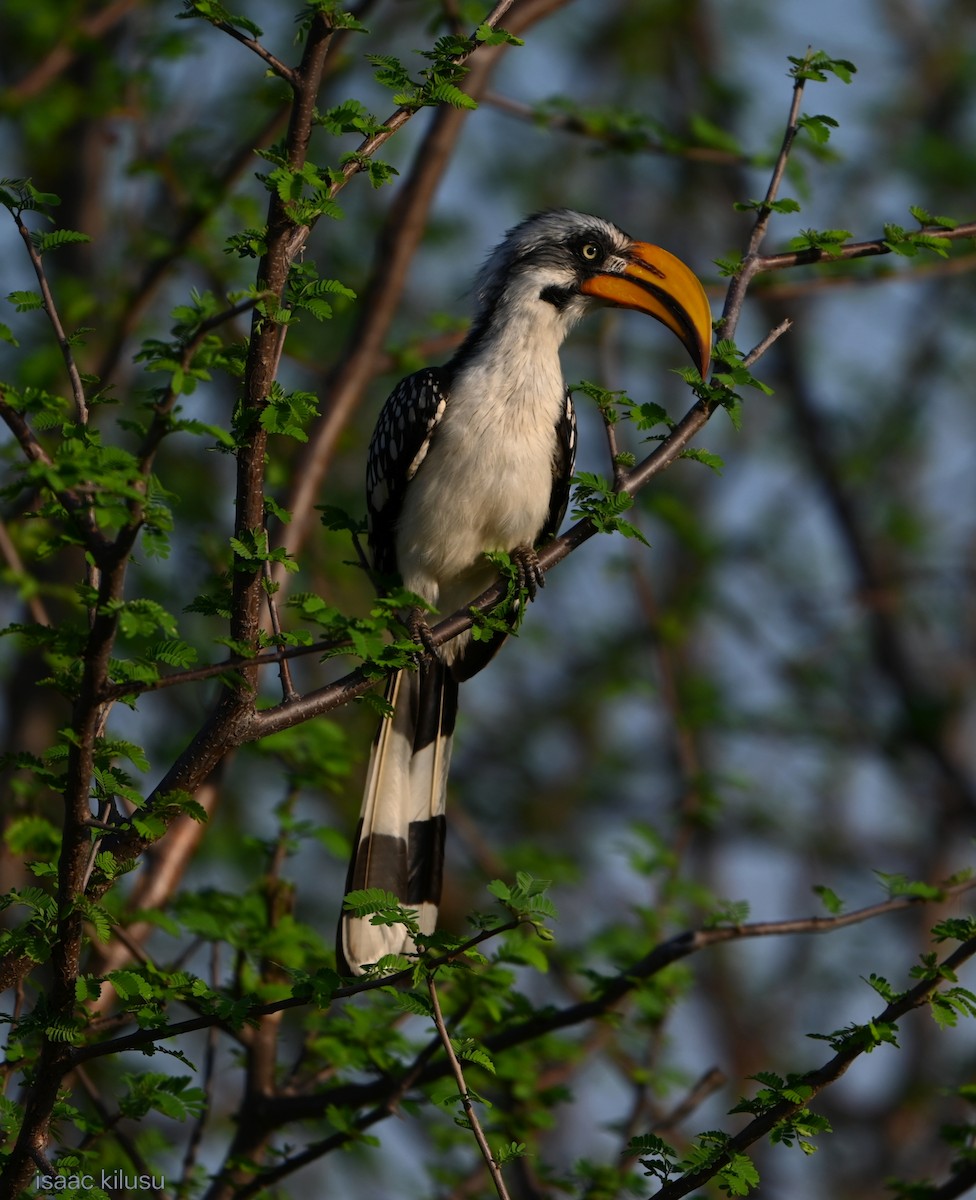 Toco Piquigualdo Norteño - ML644535965
