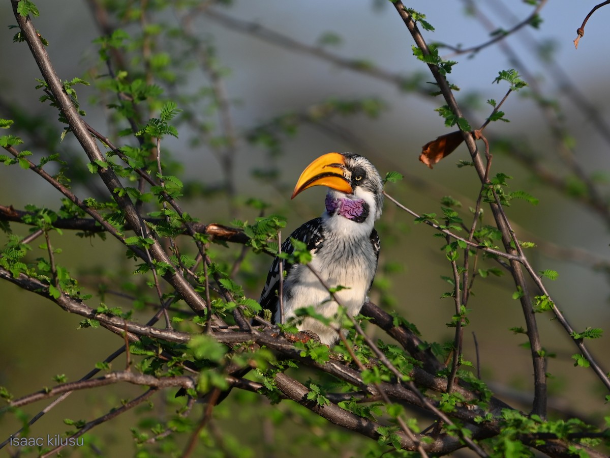 Toco Piquigualdo Norteño - ML644535966