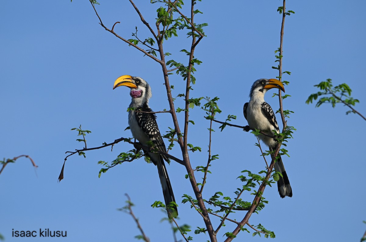 Toco Piquigualdo Norteño - ML644535967