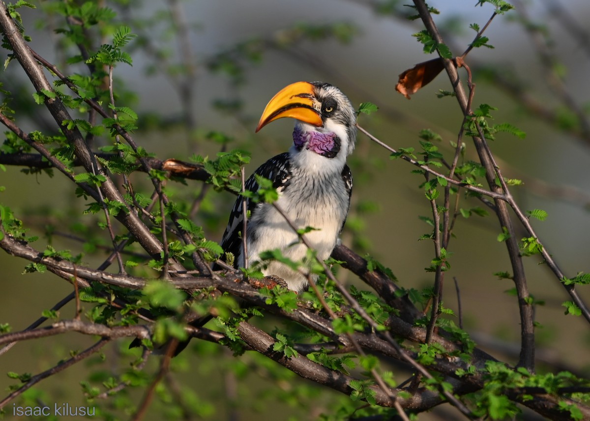 Toco Piquigualdo Norteño - ML644535968