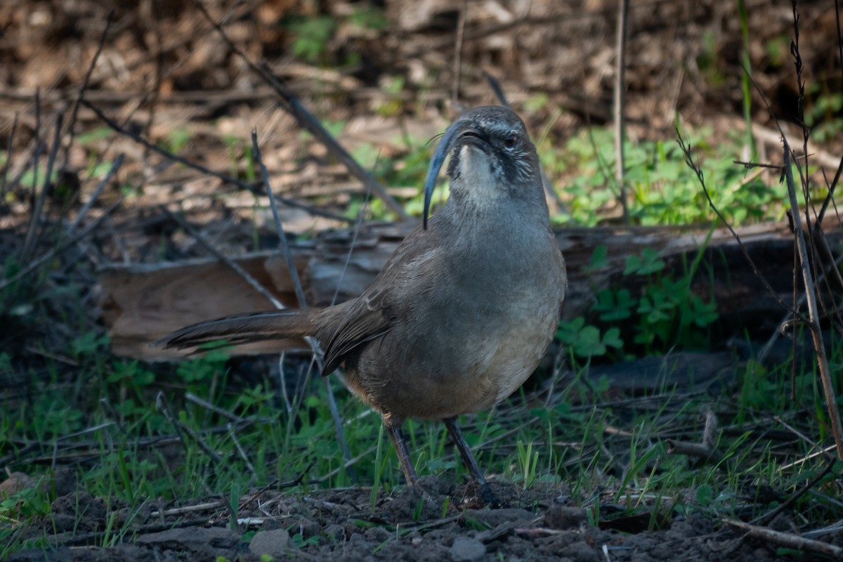 Moqueur de Californie - ML644535974