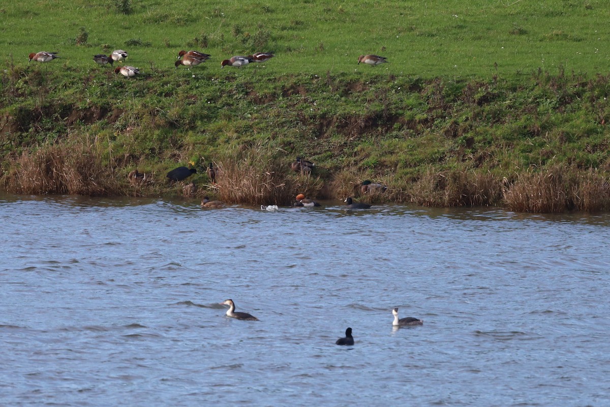 Red-crested Pochard - ML644535983