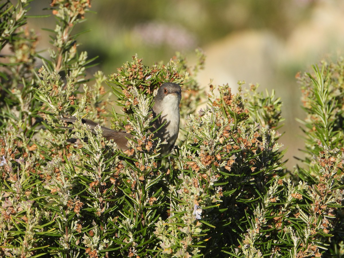 Fauvette mélanocéphale - ML644535993