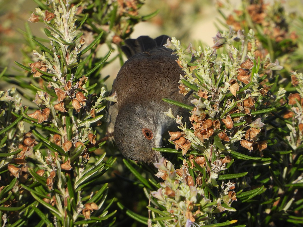 Fauvette mélanocéphale - ML644535994