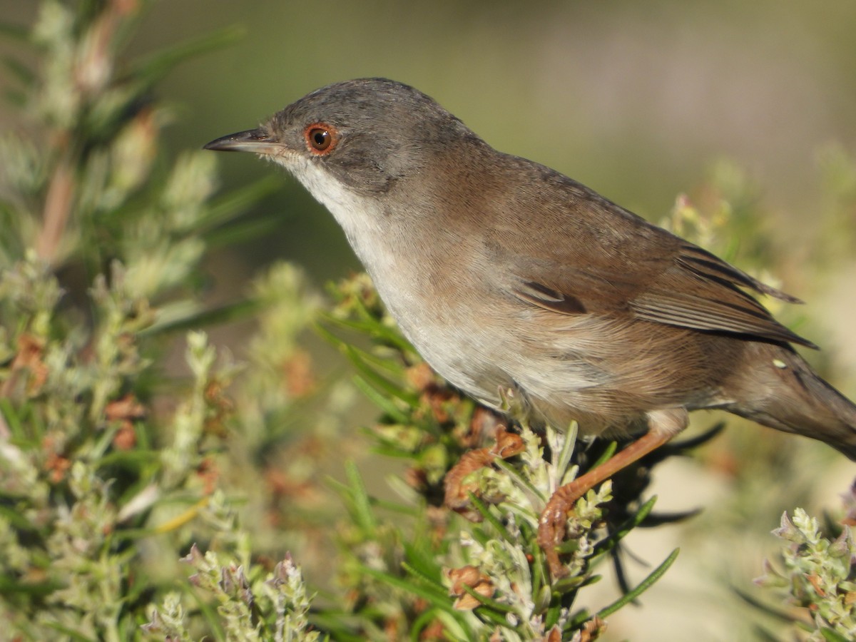 Fauvette mélanocéphale - ML644535995