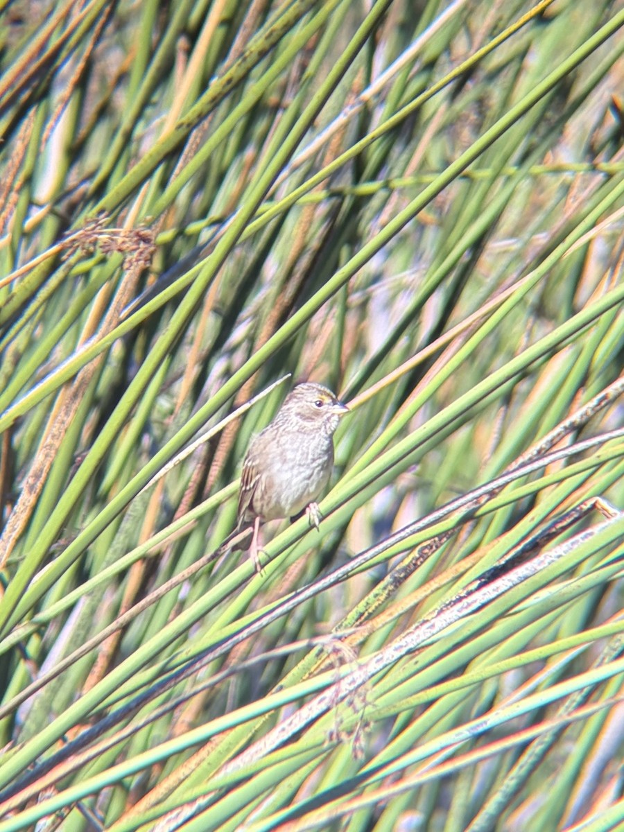 Golden-crowned Sparrow - ML644536000