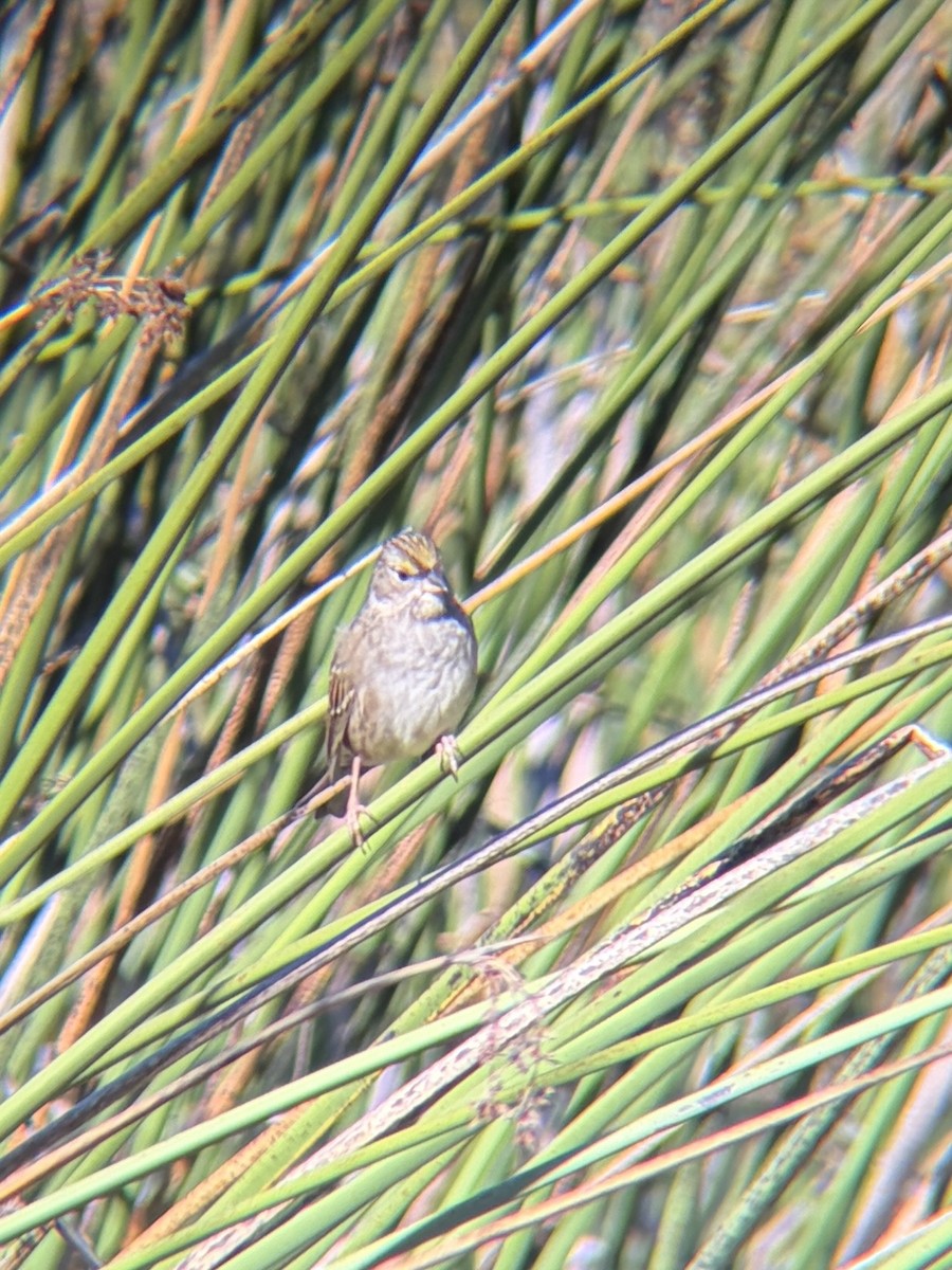 Golden-crowned Sparrow - ML644536001