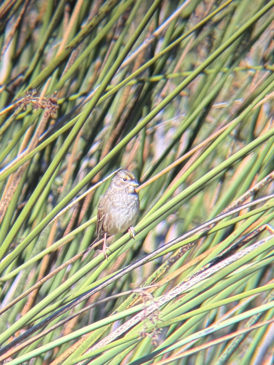 Golden-crowned Sparrow - ML644536002