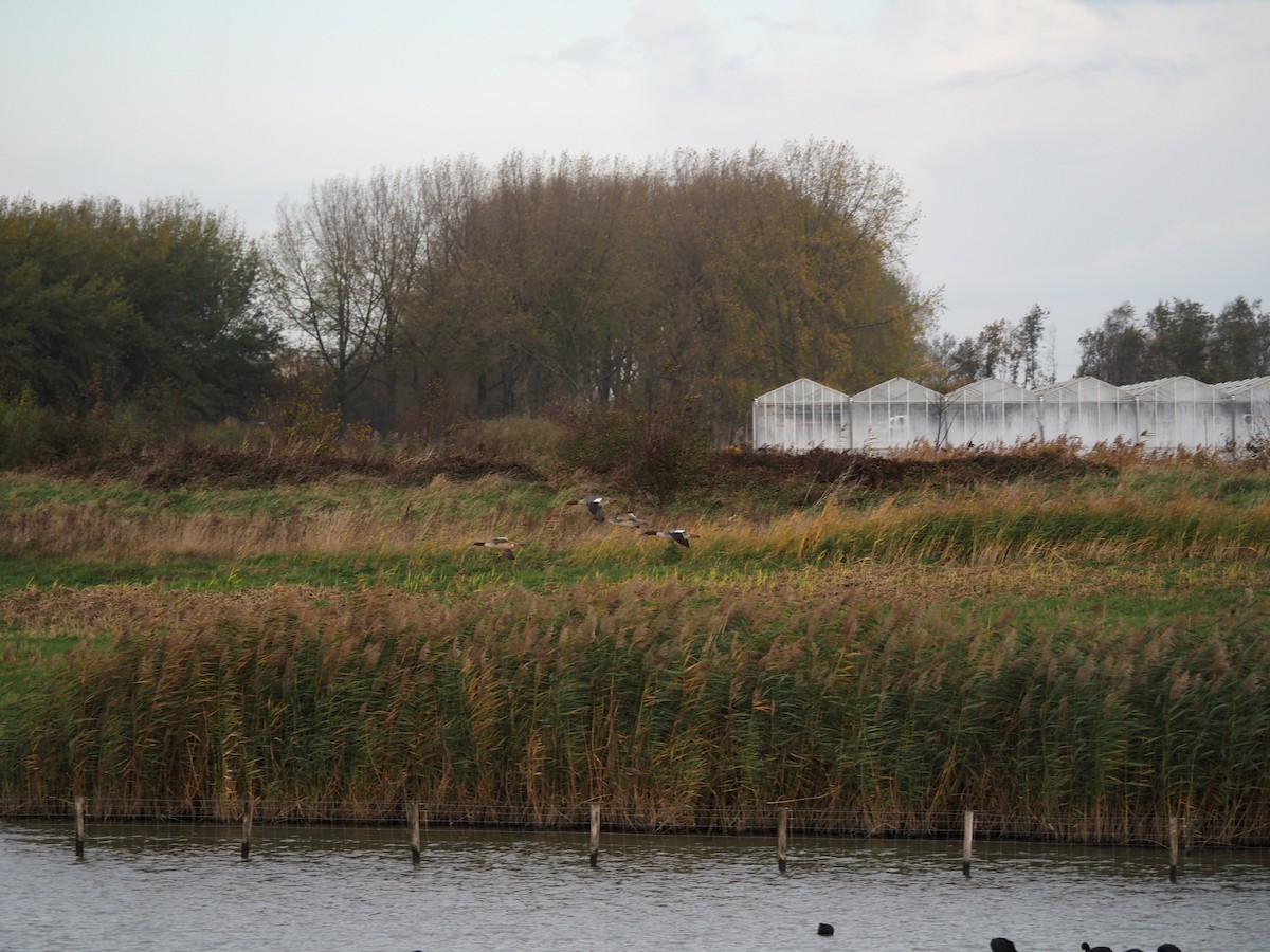 morčák velký - ML644536007