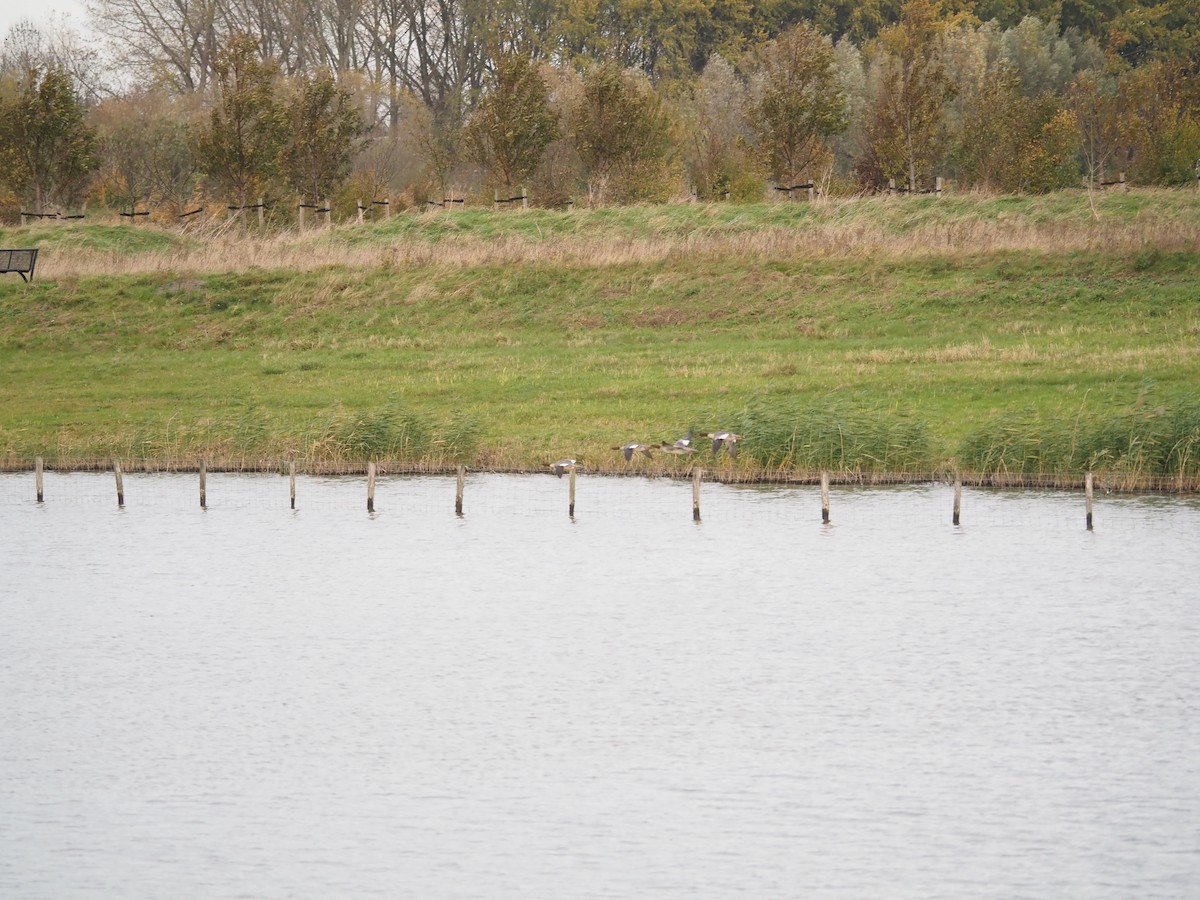 morčák velký - ML644536008