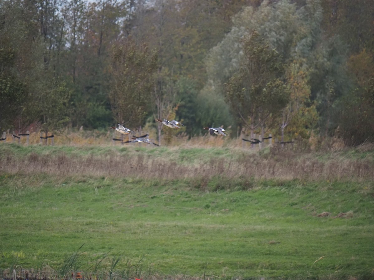 morčák velký - ML644536009