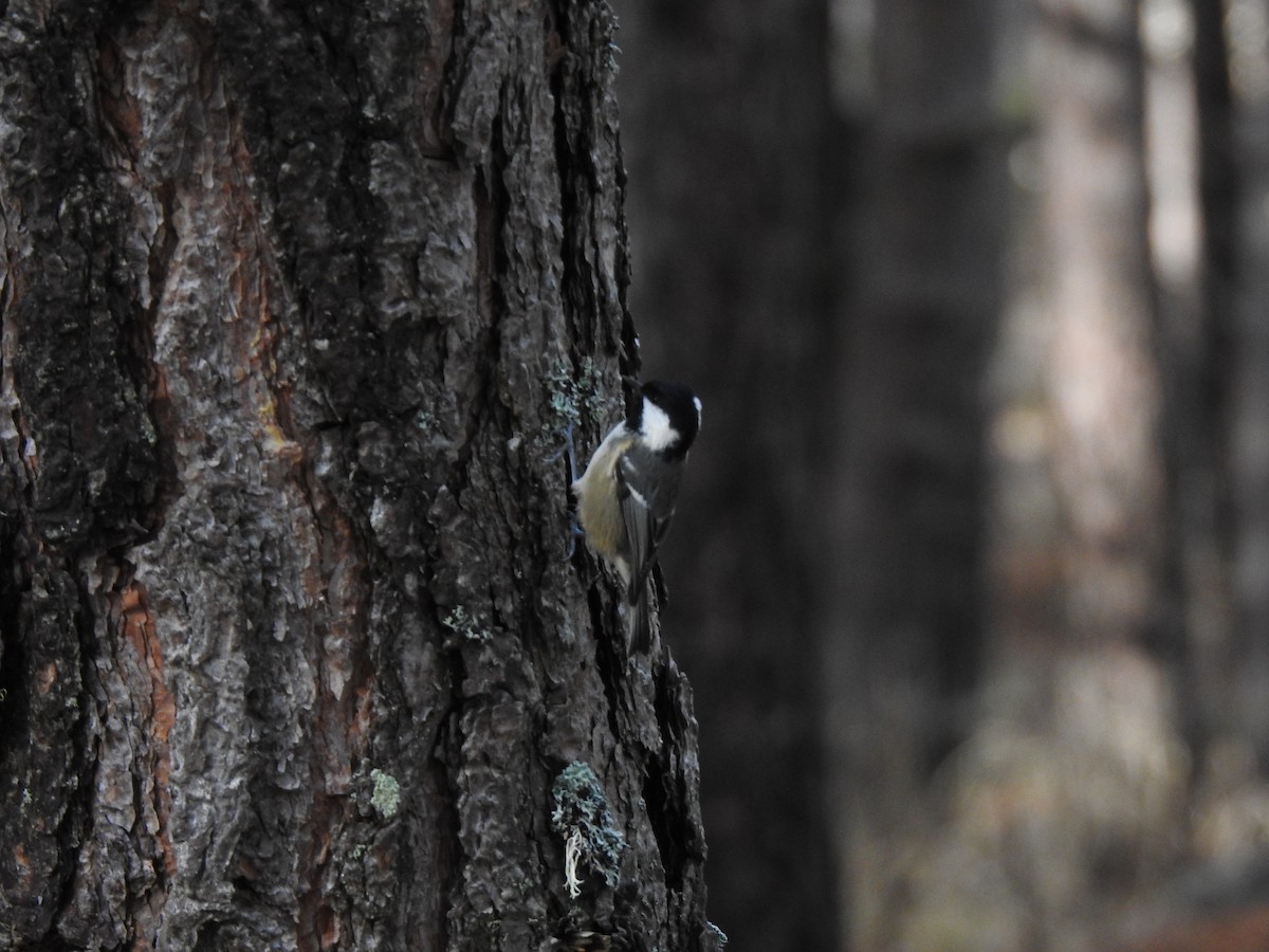 Coal Tit - ML644536010