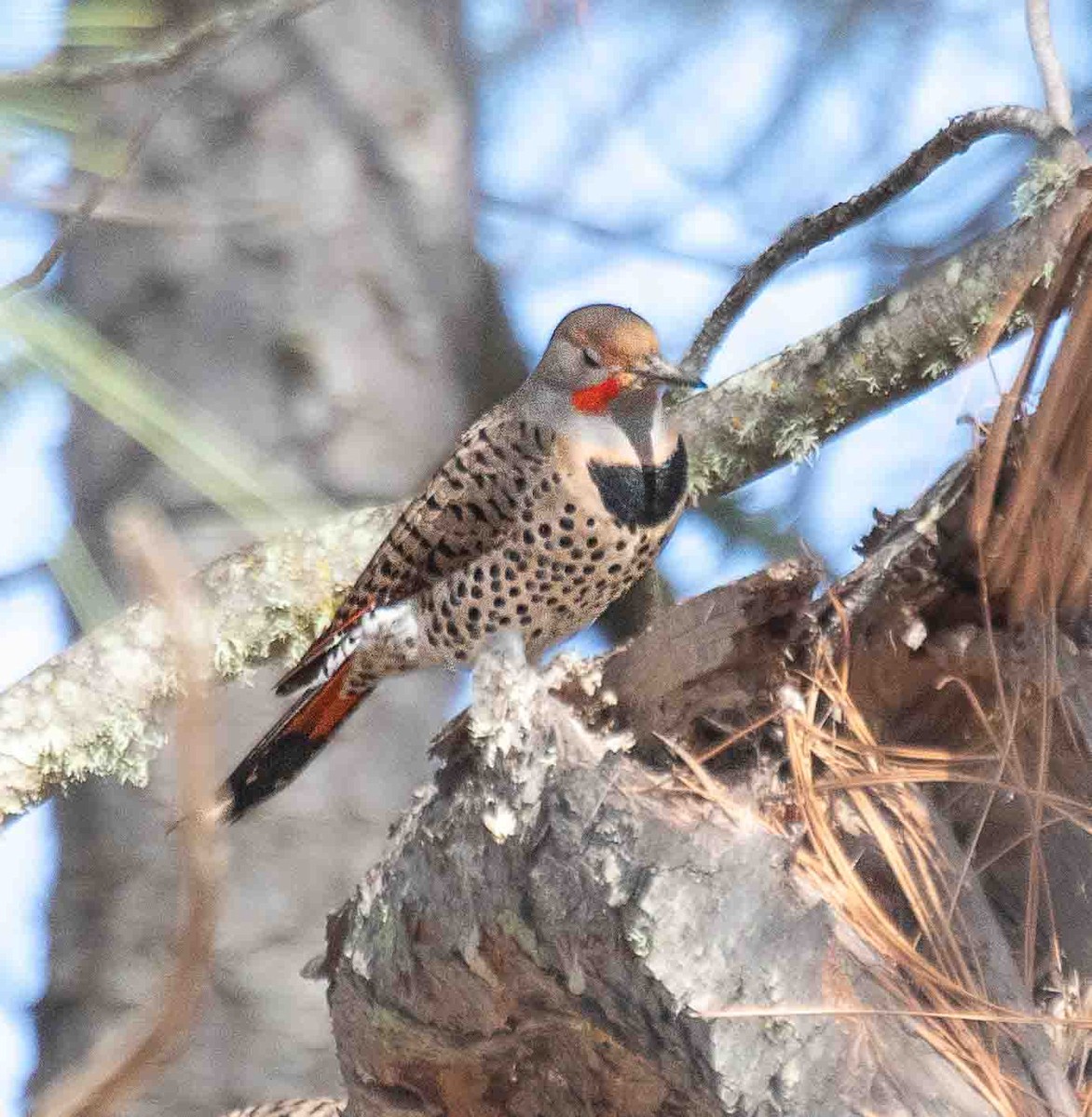 Northern Flicker - ML644536012