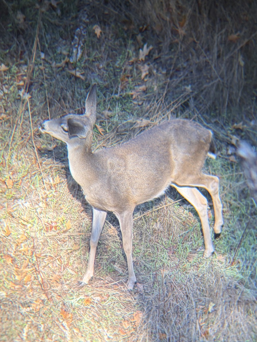 Columbian Black-tailed Deer - ML644536022