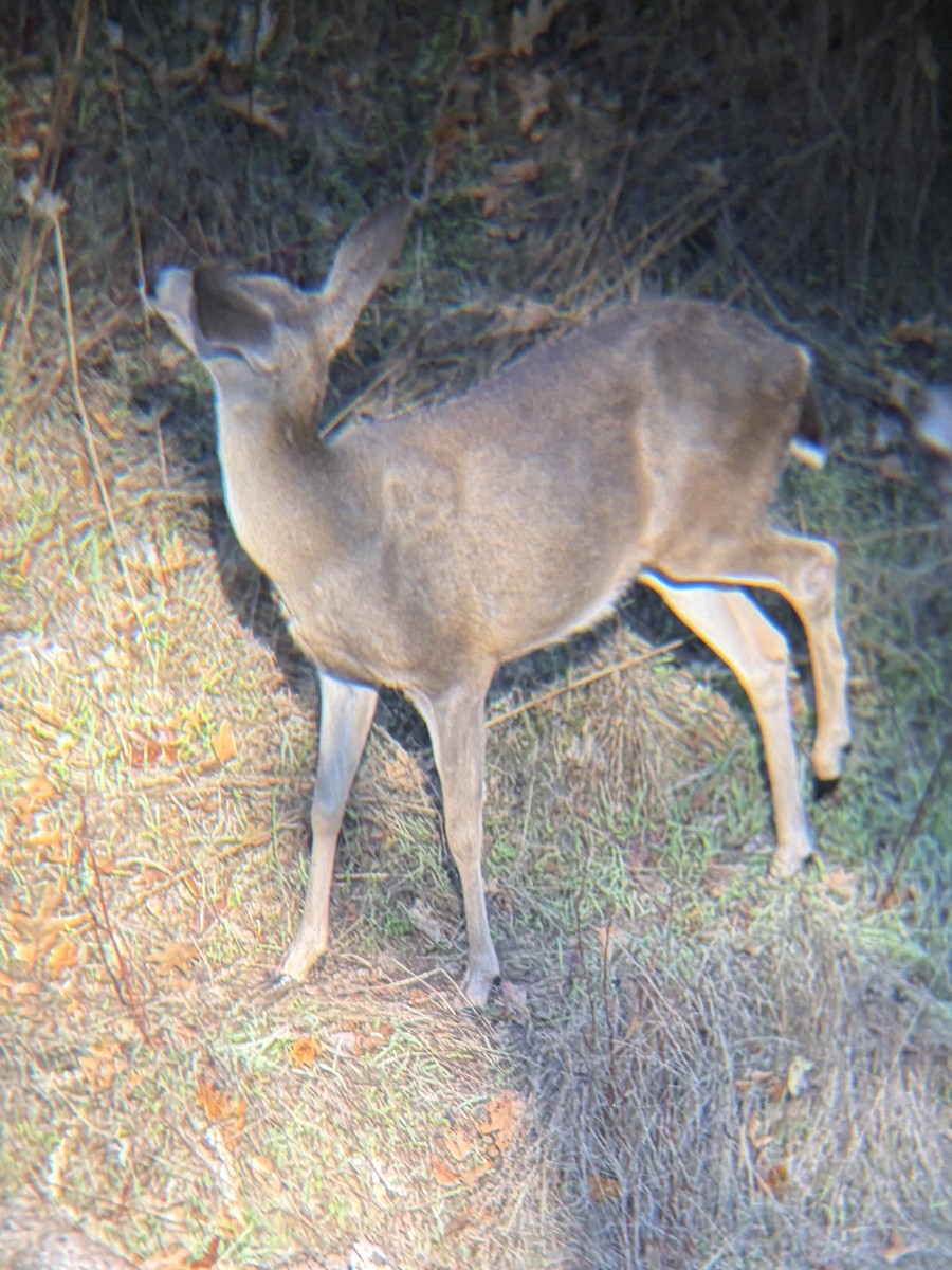 Columbian Black-tailed Deer - ML644536023