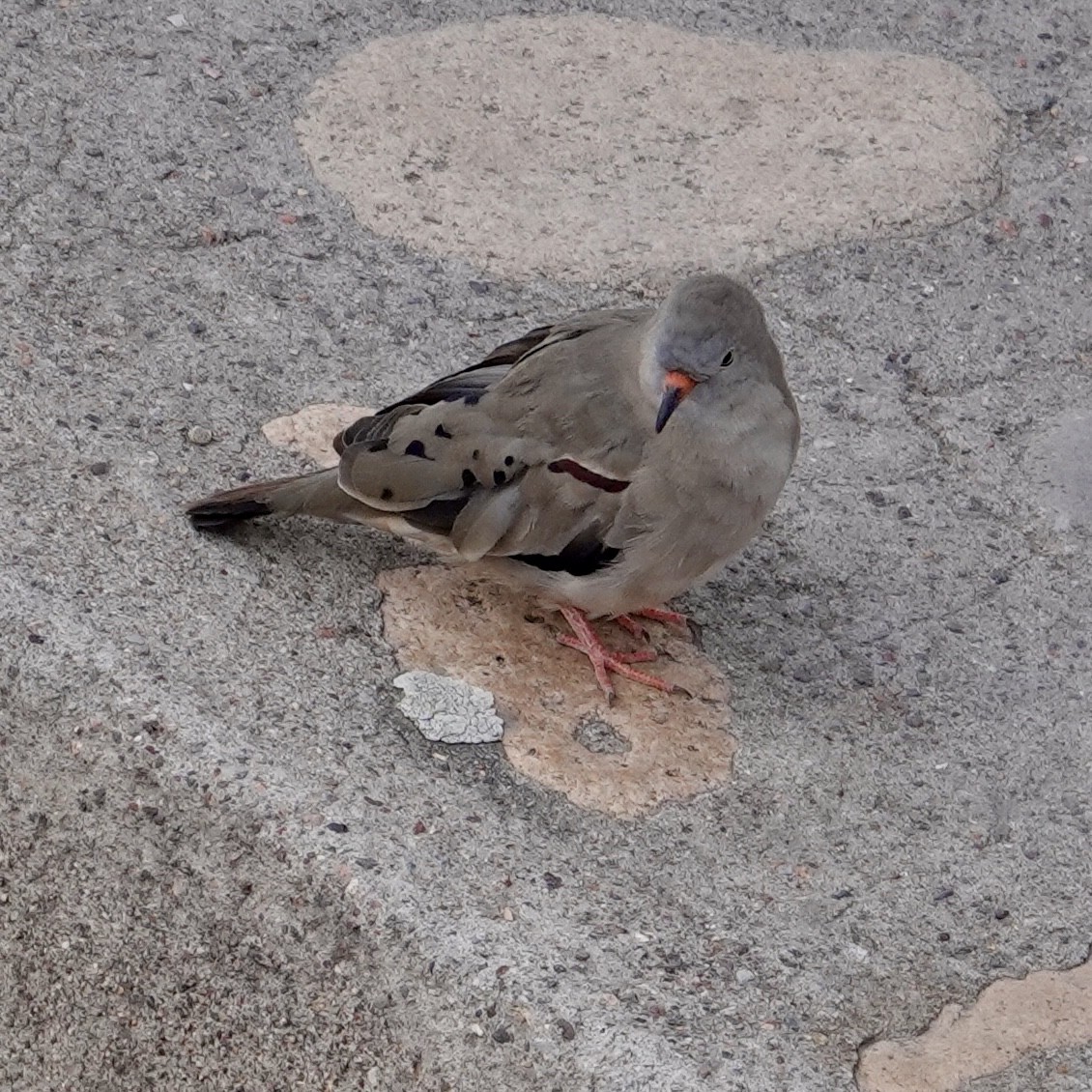 kvekkedue - ML644536035