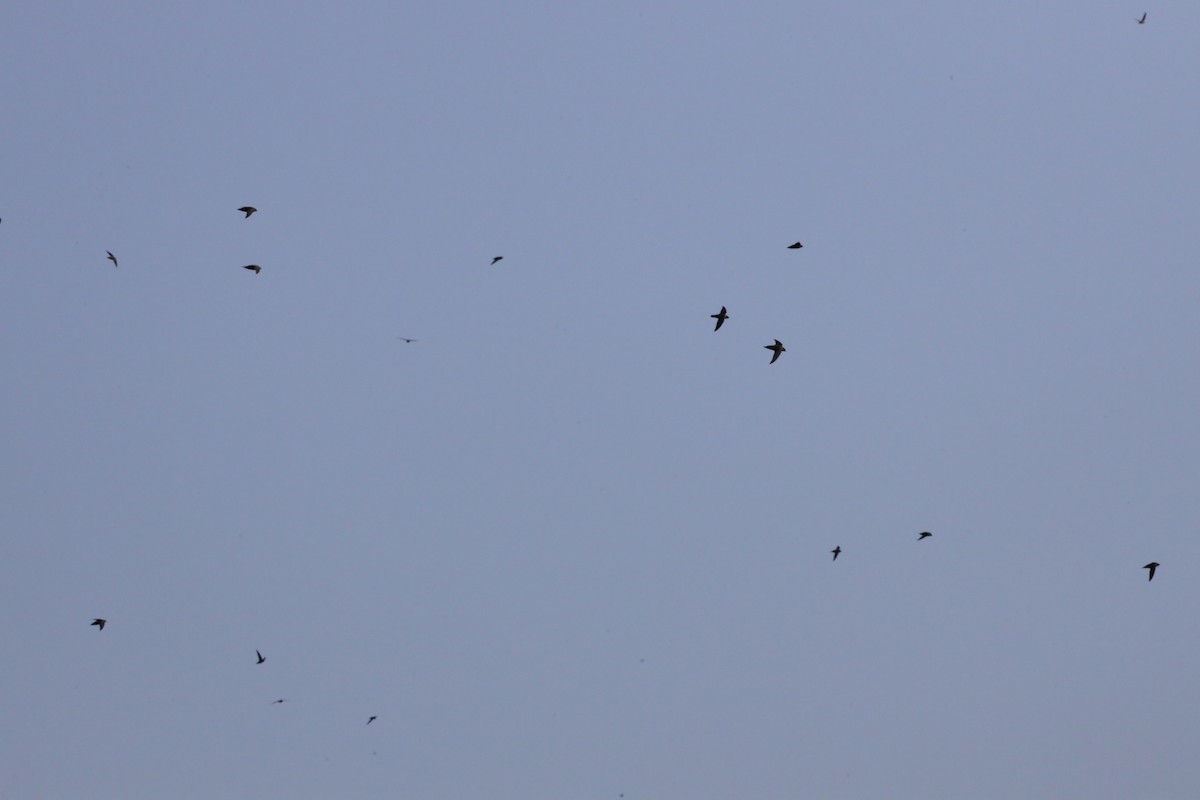 Chimney Swift - ML644536036